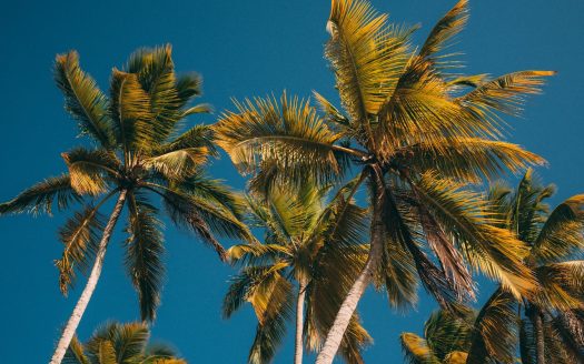 Climate and vegetation in the Dominican Republic: a country of natural contrasts Clima y vegetación en República Dominicana